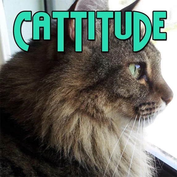 Why do cats purr, knead, lick, meow, bite, rub, scratch, eat grass, sleep so much & like boxes?  Find out on Cattitude cat podcast on Pet Life Radio