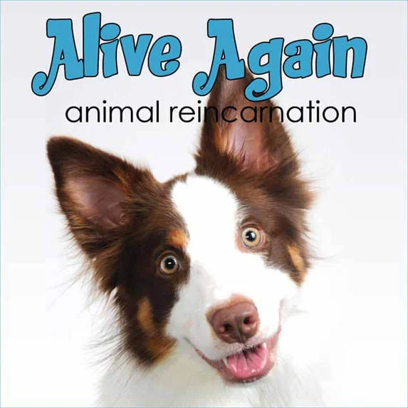 Alive Again pet podcast on Pet Life Radio