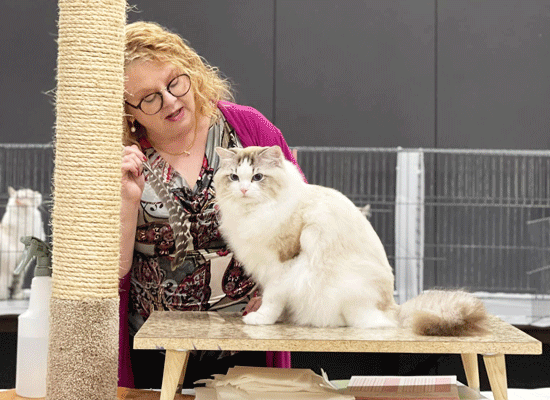 Teresa Keiger judging a Persian and a Ragdoll on Pet Life Radio