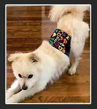 Belly Bands on Pet Life Radio