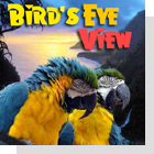 pet podcast - Bird's Eye View - Parrots & Birds