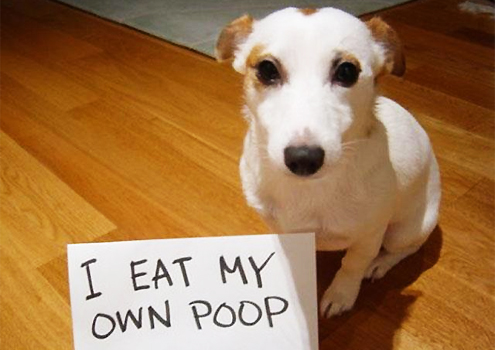 Does Your Dog Eat Poop on Pet Life Radio