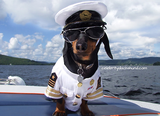 Crusoe the Celebrity Dachsund