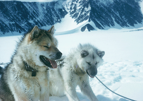Dogs of Antarctica on Pet Life Radio