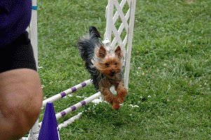 Pint Sized Agility Stars Have Their Day!  