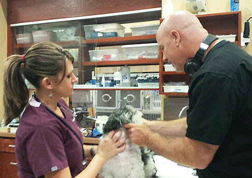 Emergency Animal Hospital of Collin County on Pet Life Radio