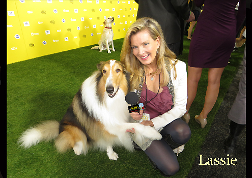 Lassie on the World Dog Awards  on Pet Life Radio