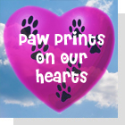 pet podcast - Paw Prints On Our Hearts