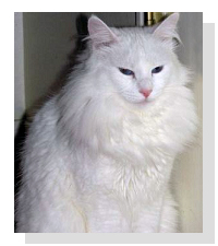 white Turkish Angora cat.