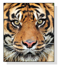 Sumatran Tigers on Pet Life Radio