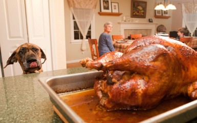 Dog on Thanksgiving on Pet Life Radio