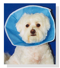 Trimline Veterinary Recovery Collar  on Pet Life Radio