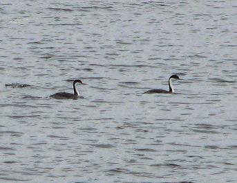 Western Grebes visit the Muskegon Channel