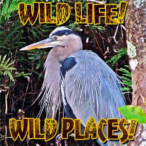 Wild Life! Wild Places  on Pet Life Radio