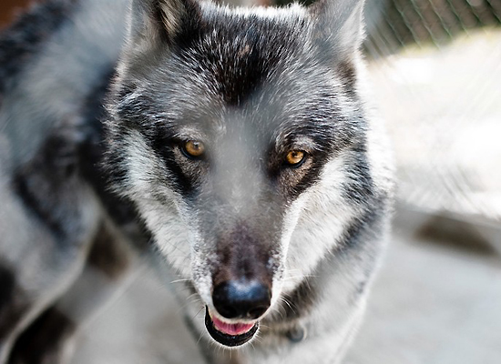 Wolf Hybrid on Pet Life Radio