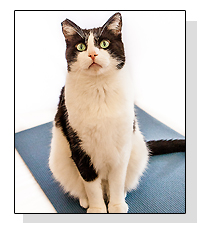 Yoga Cat Mat on Pet Life Radio 
