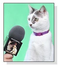 Zeki the Cool Cat on Pet Life Radio