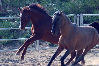 Audrey's horse