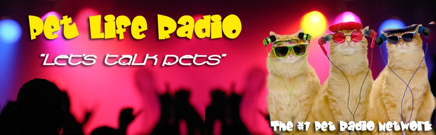 SunglassCats10