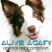 Alive Again pet radio and podcast