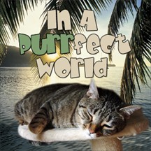 24-In a Purrfect World cats radio and podcast