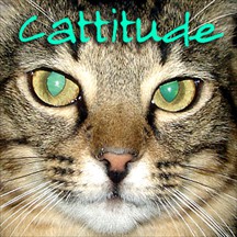 Cattitude cats radio and podcast