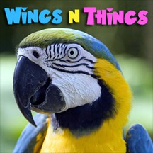 Wings 'n Things pet radio and podcast