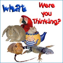 What Were You Thinking pet radio and podcast 