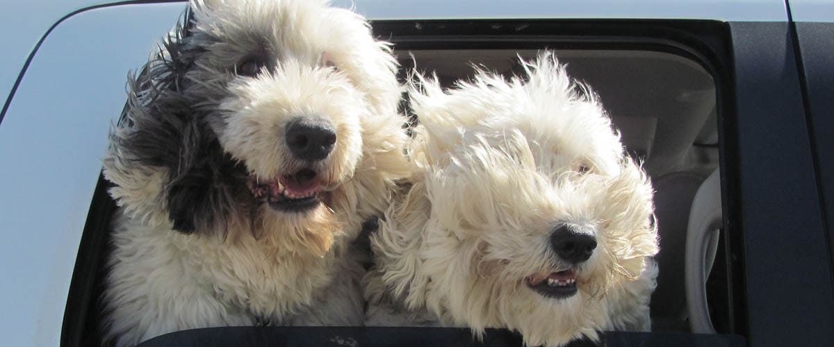 On the Road with Mac & Molly on Pet Life Radio