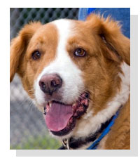 Adopt Kane Today!