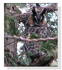 Long-eared Owl Seen by Bob and Linda