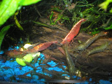 Freshwater Cherry Shrimp