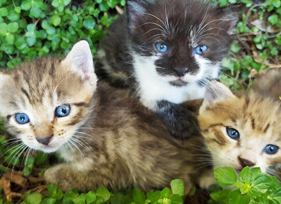 Spring Means Kittens! on Pet Life Radio