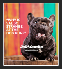 AskMambo  on Pet Life Radio