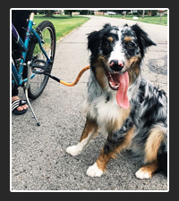 Bike Tow Leash  on Pet Life Radio