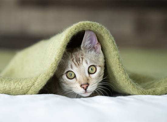 Paws, Props & Purrs: Mastering Cat Photography with Karen Hoglund  on Pet Life Radio