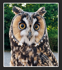 Leona the Owl  on Pet Life Radio