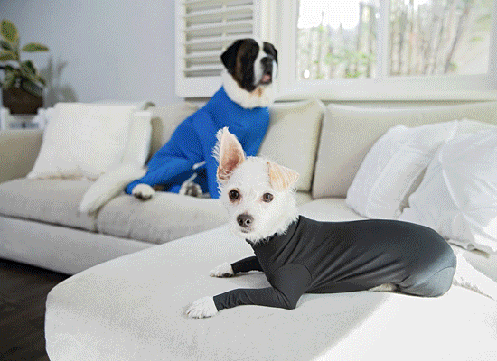 Bark and Swagger - An Innovative Onesie for Dogs That 