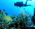 Coral Restoration Foundation