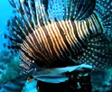 The Lionfish Menace